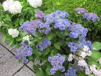 自然がいっぱい、さいたまのみぬまで快適なウオーキング！！ 目指すは６月の花！花菖蒲と紫陽花の花園です