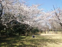 今日は快晴、桜も一部満開ですが～～！？