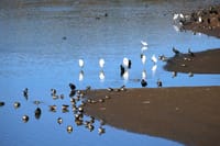 ため池に集まる水鳥たち