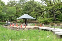 鶴舞公園　菖蒲＆紫陽花