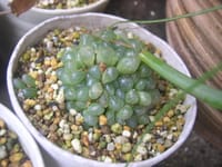 観葉観賞植物オブツーサ　ハオルチア　半透明のスケスケ