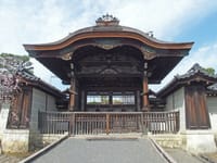 京都仁和寺 御室の桜 