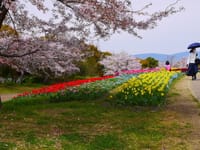 馬見丘陵公園チューリップフェア　奈良の桜その3