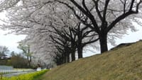 桜の追っかけ第八弾～那珂川河畔公園