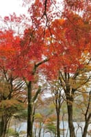 箱根・芦ノ湖畔の紅葉と河口湖畔の大石公園からの富士山 2020-11-19