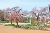 地域に密着した公園　『横井山緑地』　の水仙と桜🌸