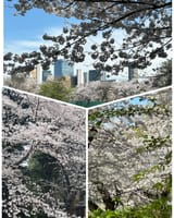4月7日青い空の駒場と東大キャンパスのお見事な桜