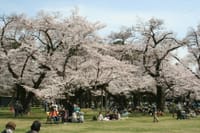 3／28 小金井公園の桜も満開