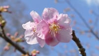 大仙公園の河津桜（２０２３年２月２５日）LUMIX DMC FZ1000