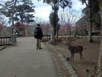 ☆古木の風情に包み込まれ静かに佇む奈良公園【片岡梅林】