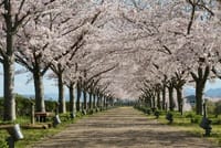 中止 4/3 🌸おの桜づつみ回廊🌸全長4Km! 西日本最大級の桜並木