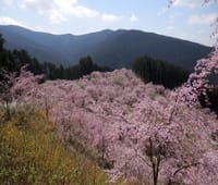 高見の郷と仏隆寺の千年桜