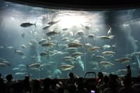 ホテルオークラ東京ベイでランチの後は葛西臨海水族園見学しませんか？