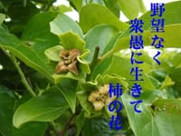 『日々のフォト俳句』　柿の花