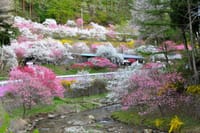 恒例・信州駒ヶ根・桜とデカ盛りソースカツ丼ツーリング