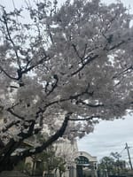 都会の桜🌸