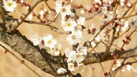 大仙公園の梅の花（２０２３年２月４日）LUMIX DMC FZ1000