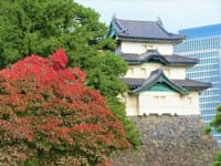 写真３枚は、乾通りから撮った富士見櫓、秋の清澄庭園、清澄庭園のカワセミ