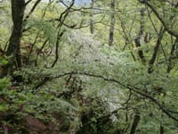 新緑沢沿いとシロヤシオ咲く　西丹沢畦ケ丸を歩く