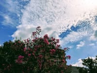 写真３枚は、白い雲、青空、百日紅、桜田門付近からの風景、黄色のヒガンバナ