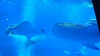 ☆超巨大水槽内をスイスイスヤスヤ泳ぐマンタとジンベイザメ【美ら海水族館メイン水槽】