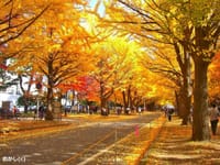 北海道大学の黄葉です　♪