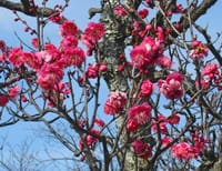 梅の花（京都 梅小路公園）