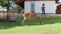 ☆車夫と鹿が写り混む風景【いつもの奈良公園】