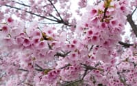 大仙公園のオオカンザクラ・大寒桜（２０１８年３月２１日）