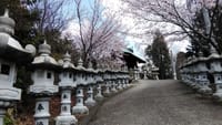 標高４５３ｍ　白鳥神社の桜見ごろに