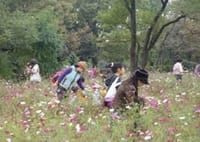 ☆　緑まぶしい武蔵野古道散策＋五月の薔薇鑑賞の旅（今日はもらえるかな　バラの花束とラヴソング　あなたから・・・）