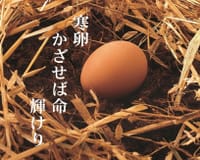 『日々の俳句』寒卵