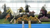 第３８回 日本菊花全国大会「国華園・二色の浜店」（２０２１年１１月１５日）盆栽花壇の部　静止画