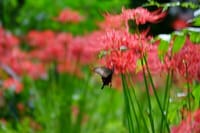 2023年9月24日小石川植物園の彼岸花と蝶～♪
