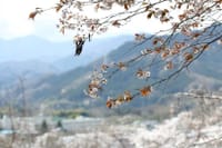 里の山景色 その1「見晴台からの🌸桜景色」
