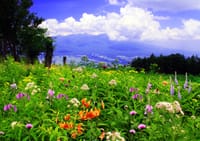 6月26日(火)花の宝庫「入笠湿原」と「入笠山」(1955m)