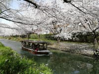 桜～桜、京阪奈