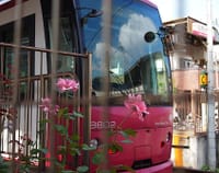 東京の魅力；路面電車と秋薔薇の唯一無二の贅沢さ!!