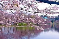催行中止　☆ お花見スペシャル企画　北海道で豪華昼食会！（一生のうち　春はたくさん訪れますが本当の春は　どうやら今年のようです・・・わたしにとって）