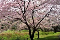 大和市ふれあいの森　河津桜
