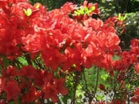 「小樽公園のツツジの花の写真」