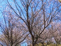  埼玉県寄居町の 男衾自然公園 の見事な十月桜 に大満足！