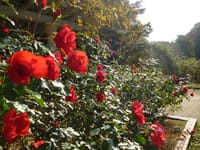12月なのに薔薇も紅葉も楽しめた「大町自然公園」