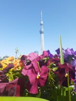 隅田川テラスの花