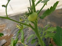 オクラ播種とトマトその後
