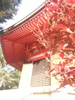 京都、紅葉狩りイベント仕込みました