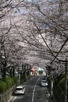 福山雅治で有名な桜坂、田園調布、多摩川台公園