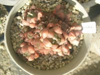 多肉観葉観賞植物　ウンブラティコラの紅葉の強い株