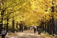 昭和記念公園の紅葉2020