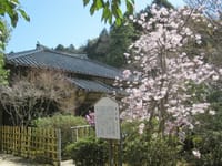 「東行(とうぎょう)庵」の桜